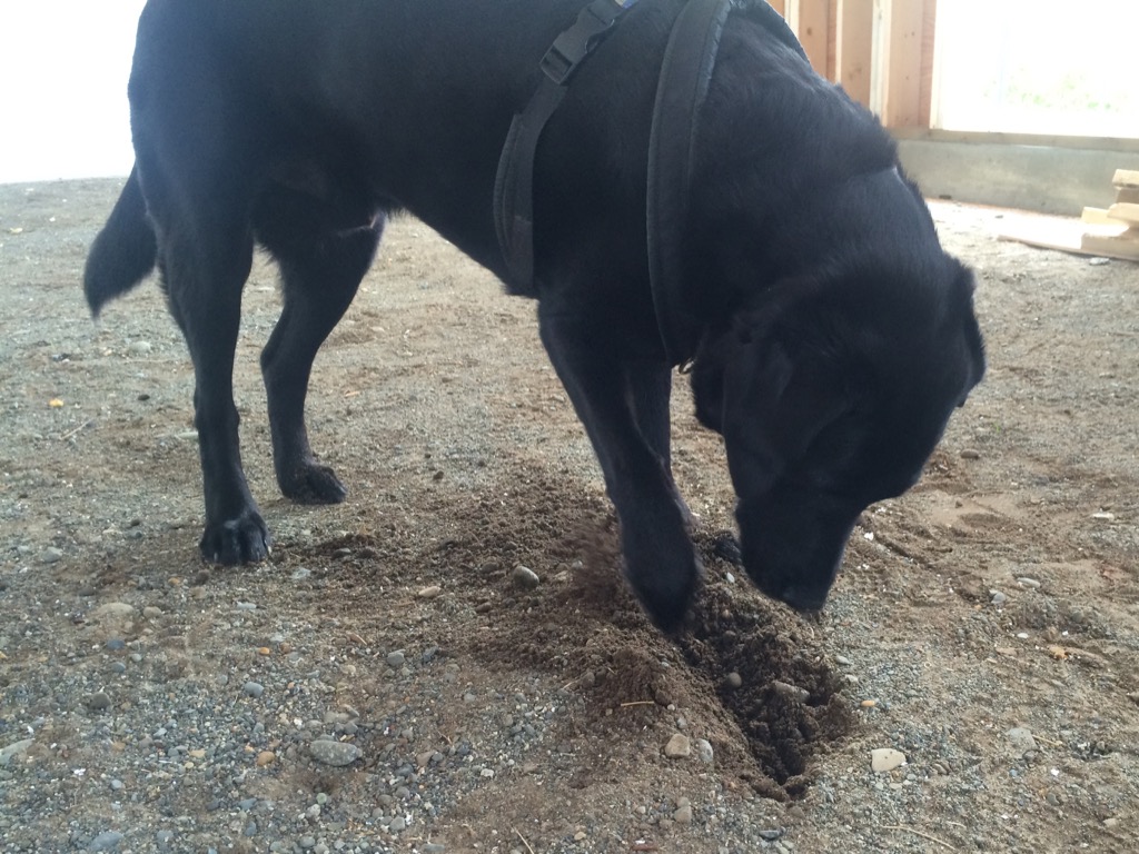digging dog
